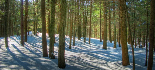 Categorii principale de arbori